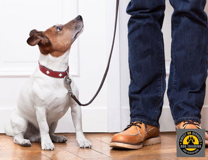 Small dog looking up at a Direct K9 Trainer. The dog is receiving personalised training in Adelaide