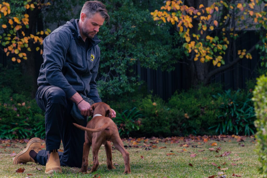  Expert Puppy training positive reinforcement