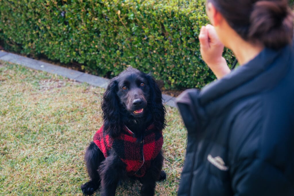 The best dog training in Melbourne