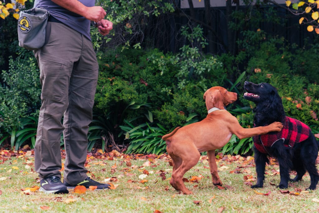 The Best Puppy training in Melbourne