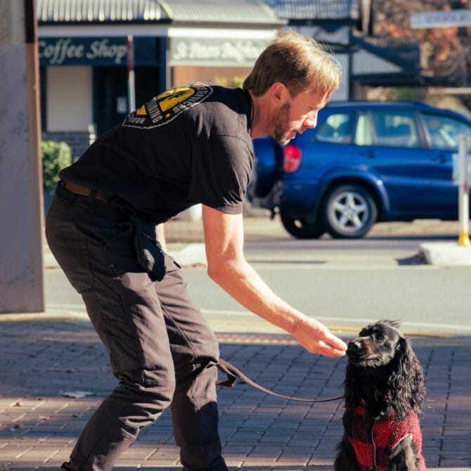 Professional Dog Trainer Dave from Direct K9 working with a cocker spaniel on the streets of Adelaide,
