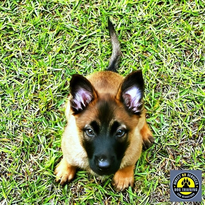 A Belgian Malinois Puppy getting some professional training with Direct K9 Services