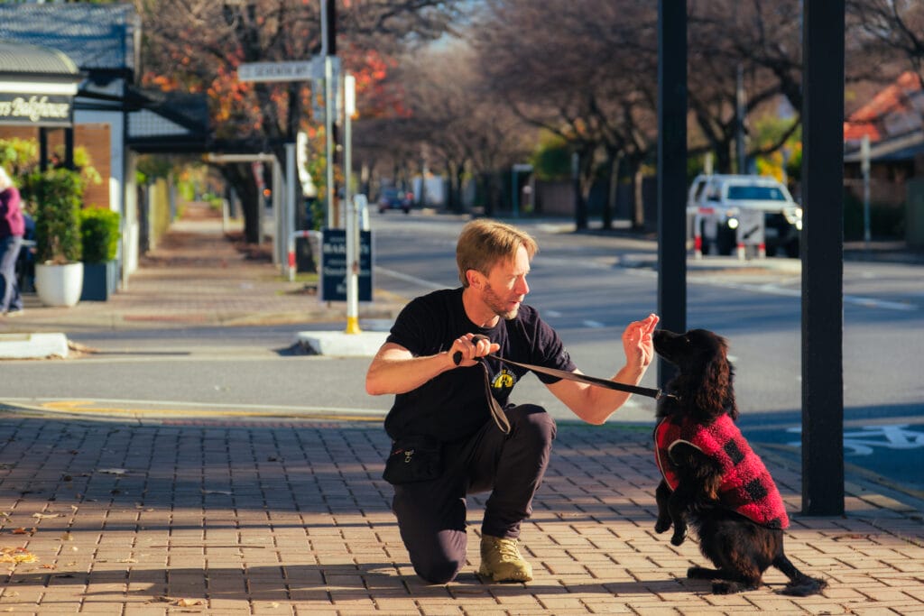 Direct K9 Services Expert Adelaide Dog Trainer Dave working with a cocker spaniel on the streets of Adelaide